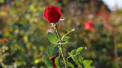 Rose 4 Video stock 859620