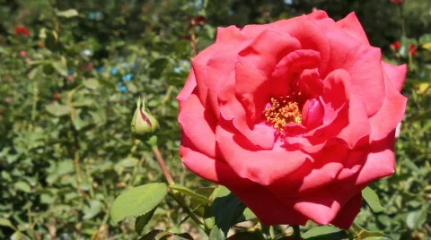 Rose 5 Stock Footage 859623