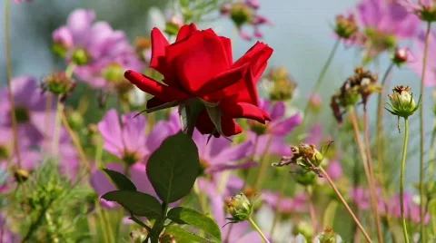 Rose 6 Stock Footage 859619