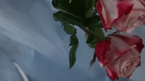 Rose above the water Stock Footage 104182864
