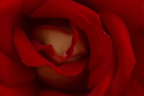 Rose abstract macro, shallow depth of field Stock Photos