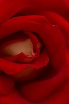 Rose abstract macro, shallow depth of field Stock Photos