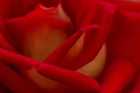 Rose abstract macro, shallow depth of field Stock Photos