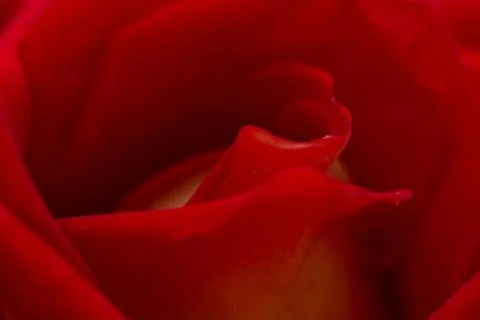 Rose abstract macro, shallow depth of field Stock Photos
