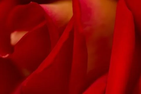 Rose abstract macro, shallow depth of field Stock Photos