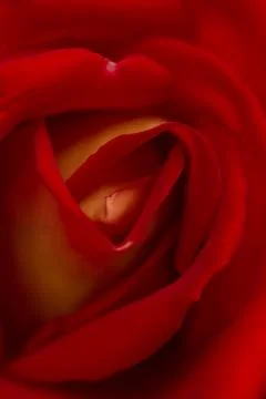 Rose abstract macro, shallow depth of field Stock Photos