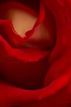 Rose abstract macro, shallow depth of field Foto stock