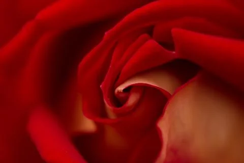 Rose abstract macro, shallow depth of field Stock Photos
