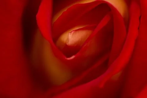 Rose abstract macro, shallow depth of field Stock Photos