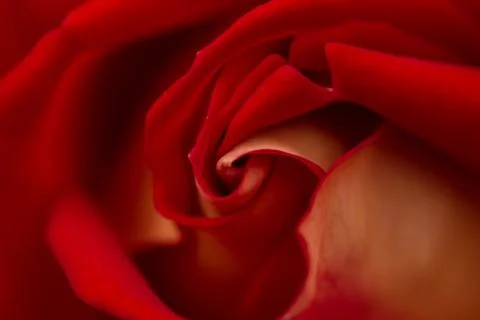 Rose abstract macro, shallow depth of field Stock Photos