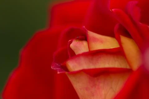Rose abstract macro, shallow depth of field Stock Photos
