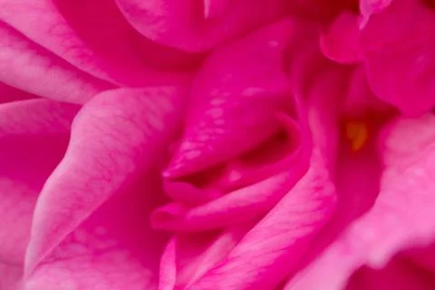 Rose abstract macro, shallow depth of field Stock Photos