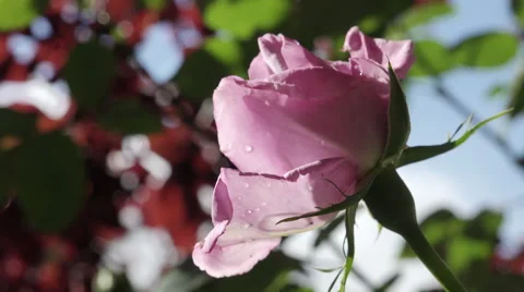 A rose after the rain Video stock 68857107