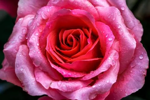 Rose after the rain Stock Photos