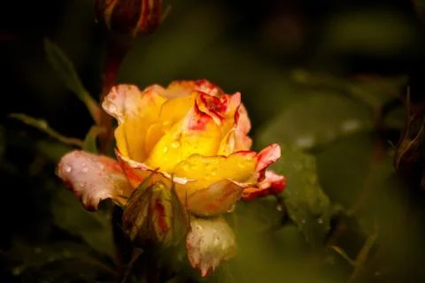Rose after the rain Stock Photos