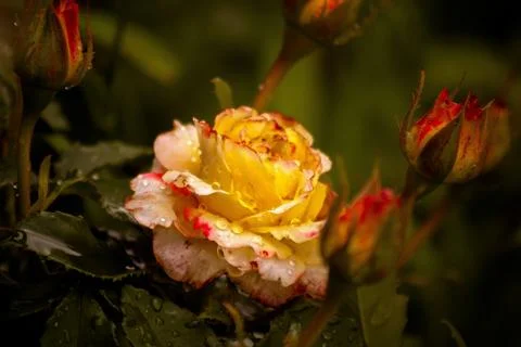 Rose after the rain Stock Photos
