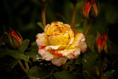 Rose after the rain Stock Photos