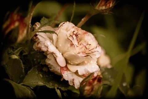 Rose after the rain Stock Photos