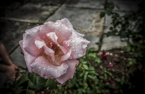 Rose after the Rain Stock Photos