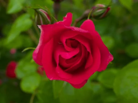 Rose After Rain Fotos de archivo