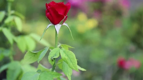 A Rose Among Thorns Vídeo Stock 107255050