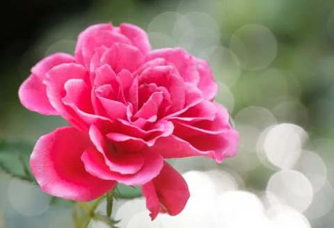 Rose and background of boke Stock Photos
