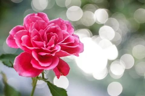 Rose and background of boke Stock Photos