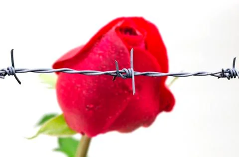 Rose and barbed wire Stock Photos