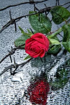 Rose And Barbed Wire Stock Photos