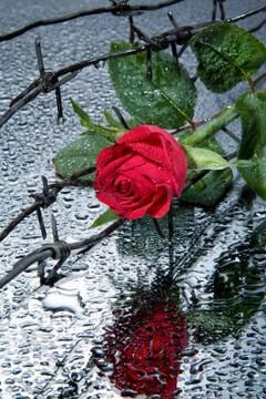 Rose And Barbed Wire Stock Photos