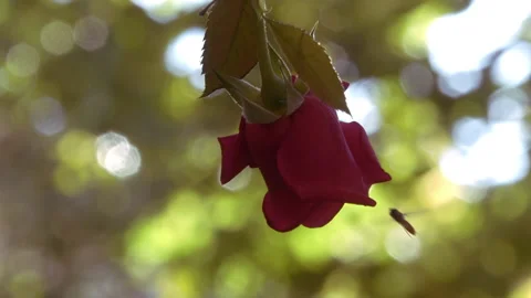 The rose and the bee Stock Footage 171977625