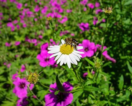 Rose  and bee 스톡 사진