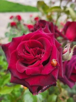 Rose and beetle. It's called a ladybug. Stock Photos