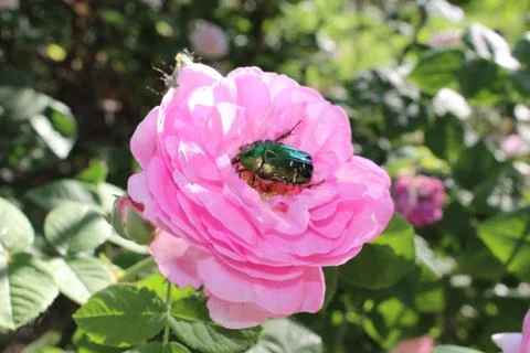 Rose and beetle Stock Photos