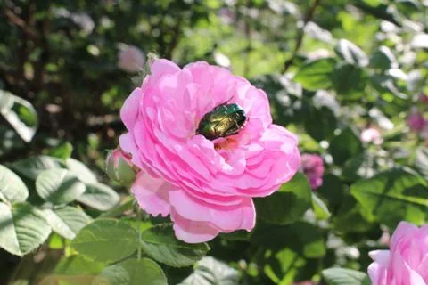 Rose and beetle Stock Photos