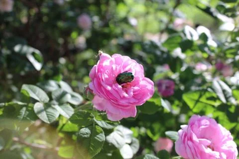 Rose and beetle Stock Photos