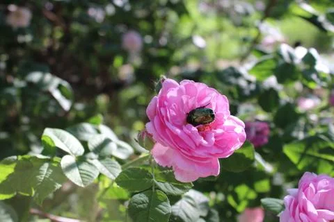 Rose and beetle Stock Photos