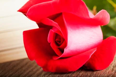 Rose and book Stock Photos