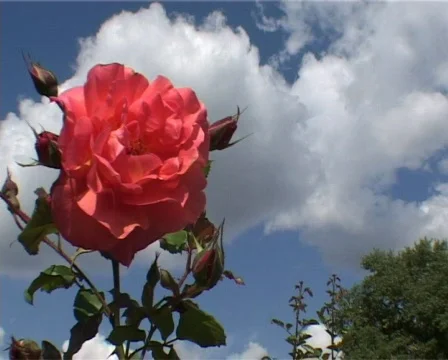 Rose and clouds Stock Footage 503022