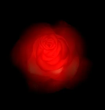 Rose and drops Stock Illustration