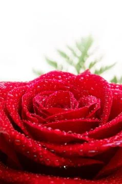 Rose and Drops Stock Photos