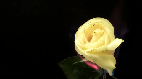 Rose and the fire Vidéo 10849671