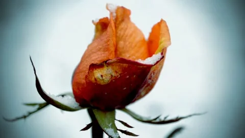 Rose and the first snow Stock-Footage 143637134