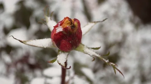 Rose and the first snow 스톡 동영상 143637254