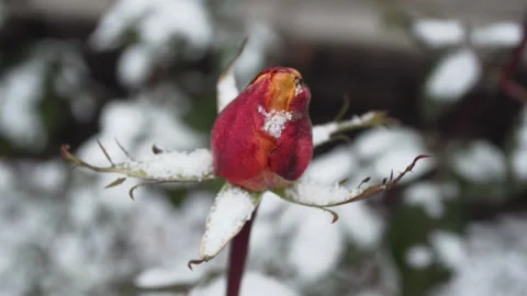 Rose and the first snow Stock-Footage 143637316