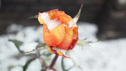 Rose and the first snow Stock-Footage 143637334