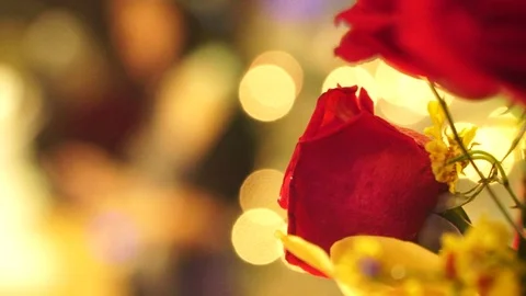 Rose and Lights Stock Footage 104685719