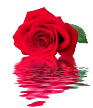 Rose and reflection in water Stock Photos