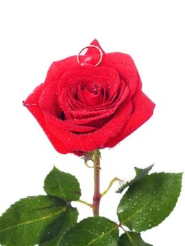 Rose and the ring Stock Photos
