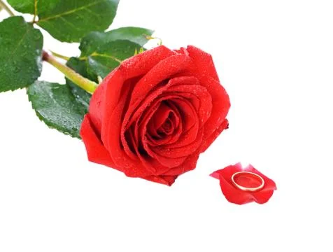Rose and the ring Stock-Fotos